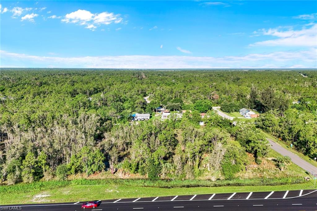 Bird's eye view of a forest