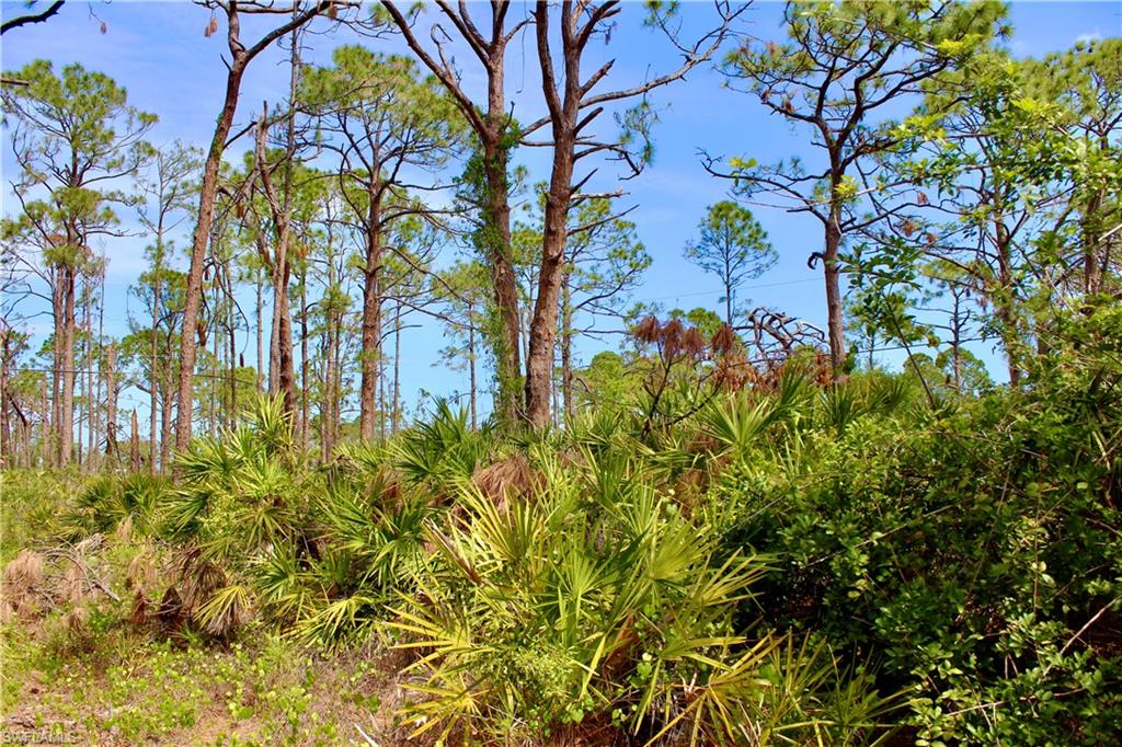 Not a Scrub Jay/Gopher Tortoise area