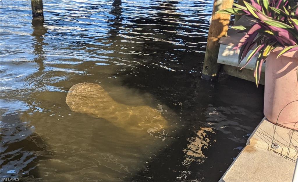 Manatee