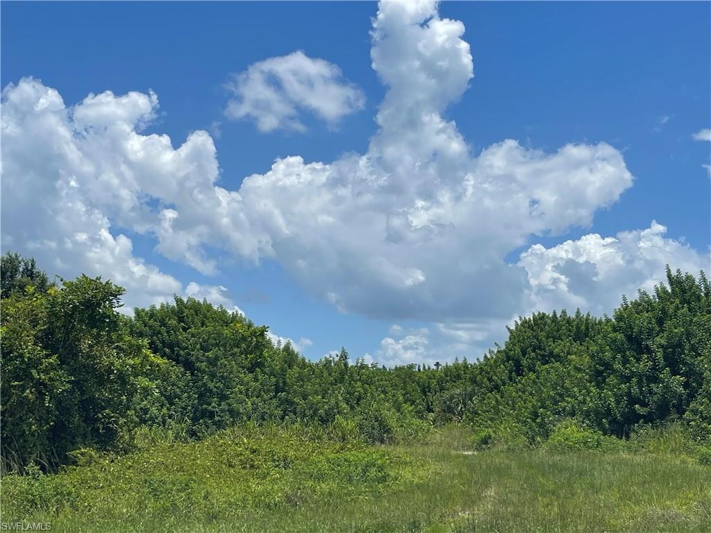 View of local wilderness
