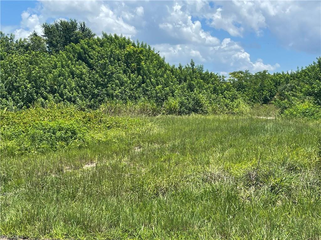 View of local wilderness