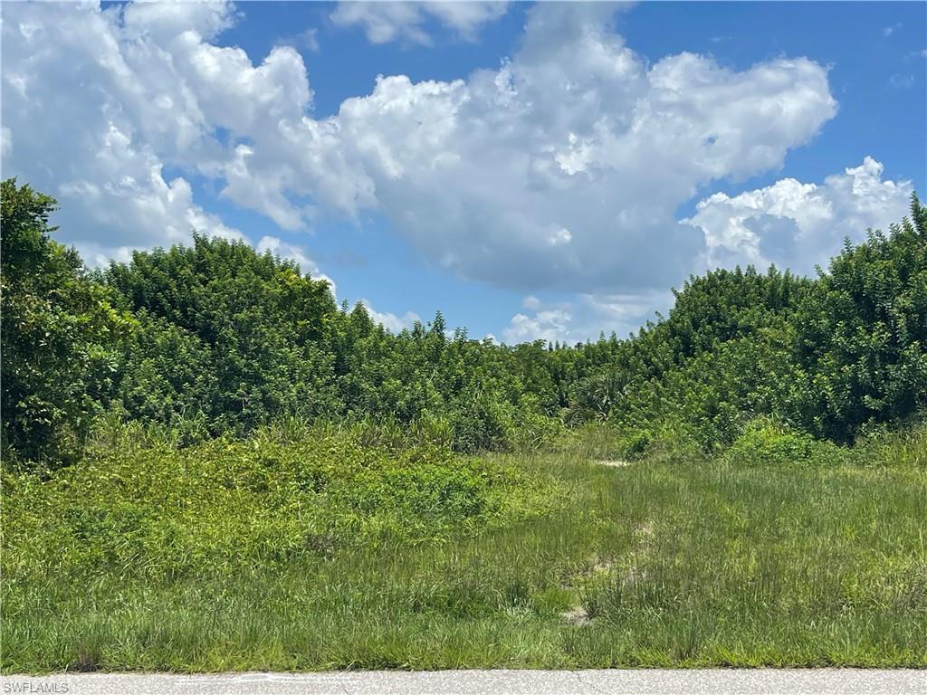 View of local wilderness