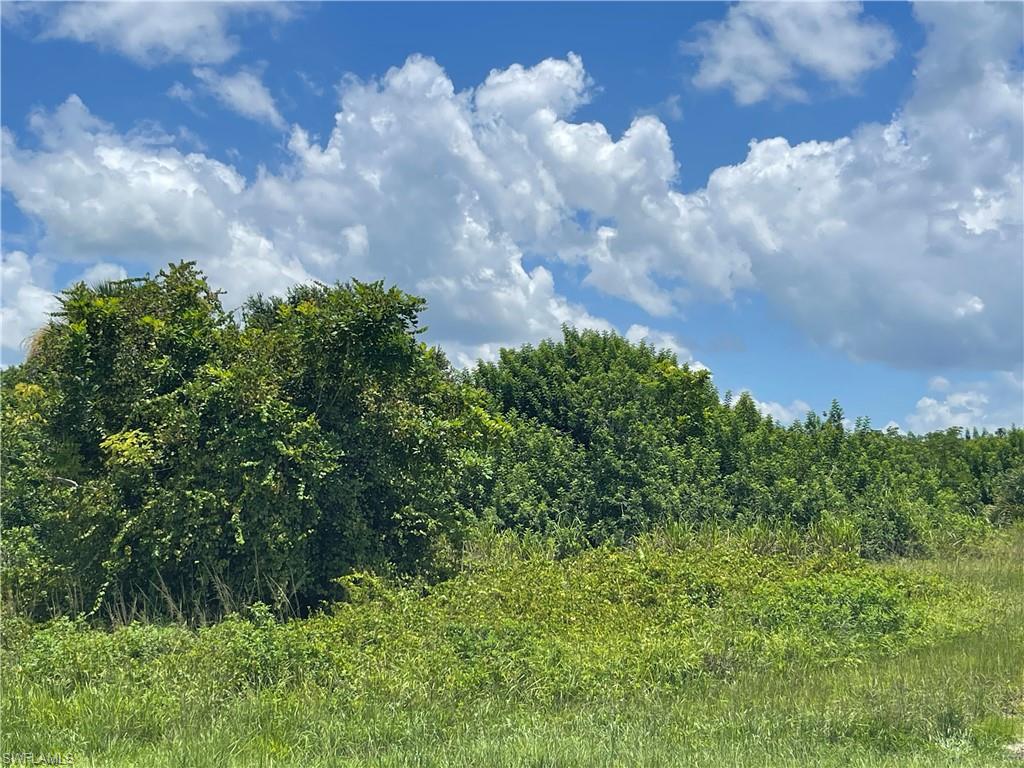 View of local wilderness