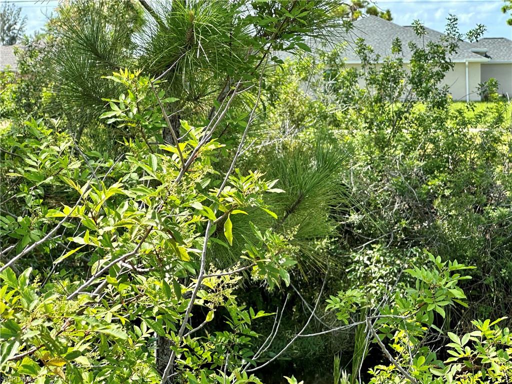 Another View of Canal and tropicals
