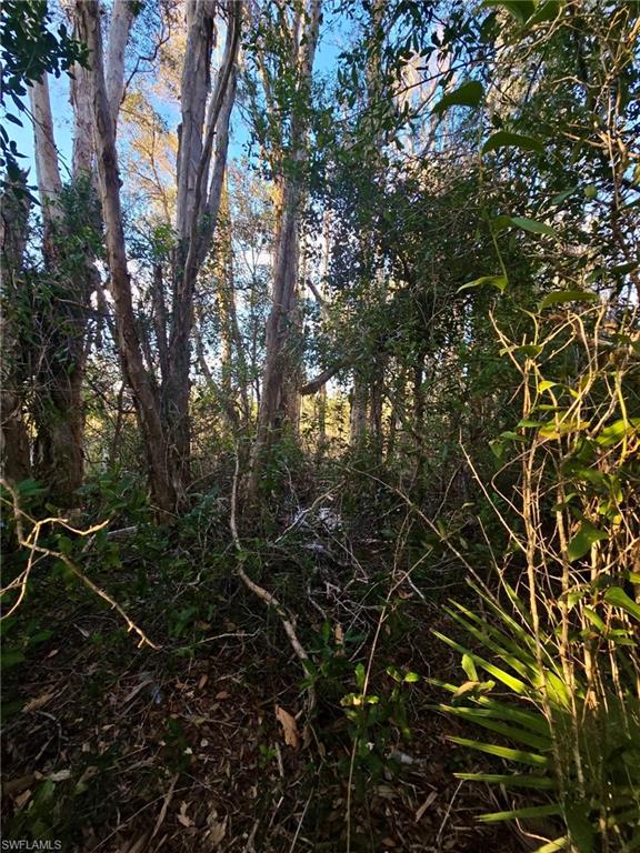 View of Brush