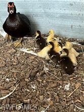 17181 Katydid LN