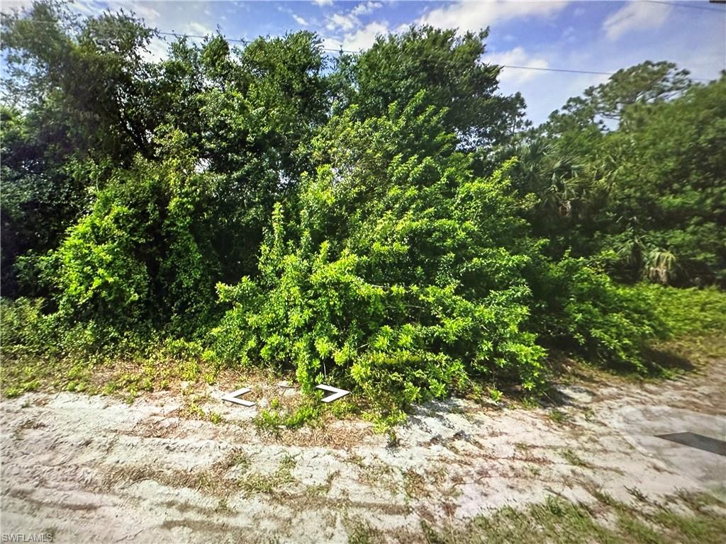 View of local wilderness