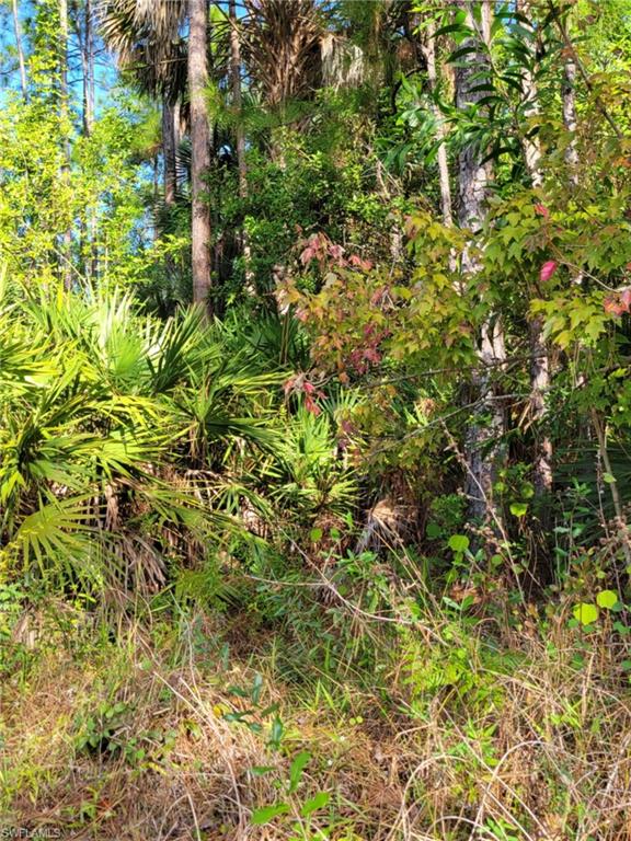View of local wilderness