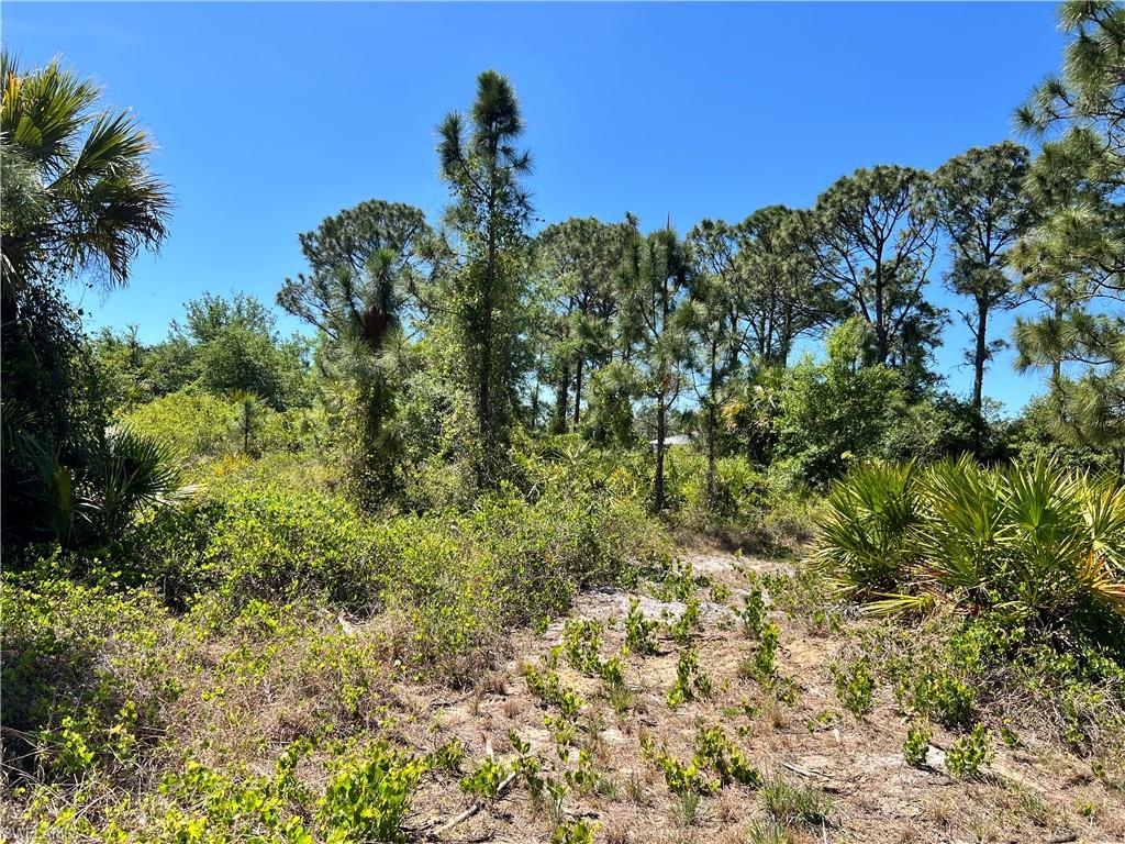View of local wilderness