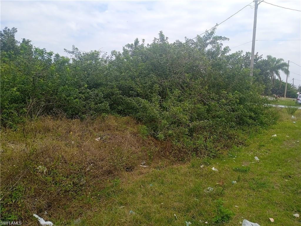 View of local wilderness