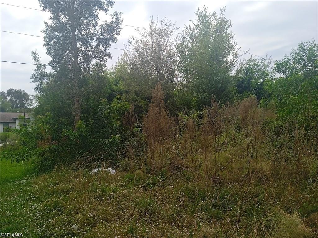 View of local wilderness