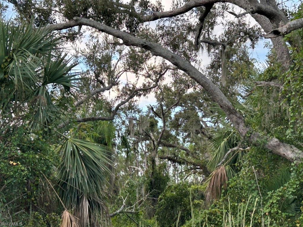 View of local wilderness