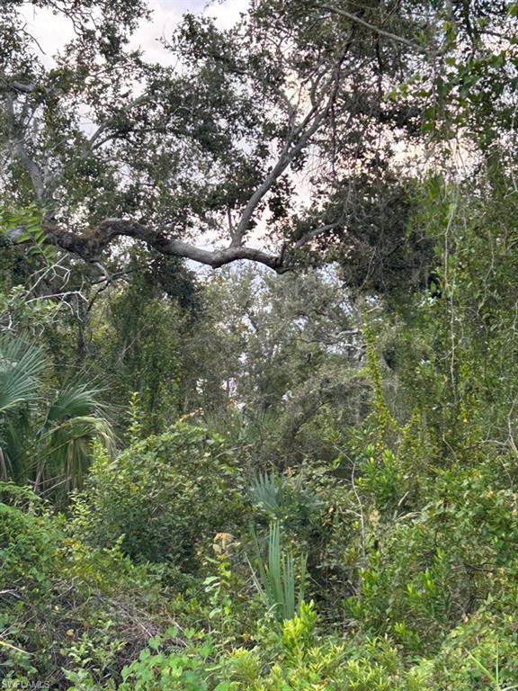 View of undeveloped land