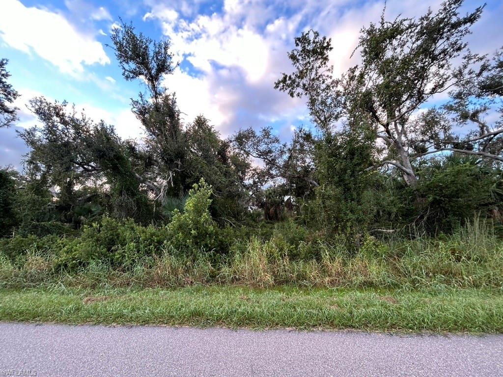 View of local wilderness