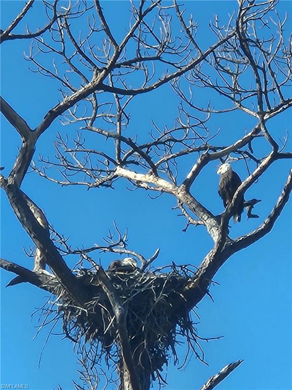 Eagles nest