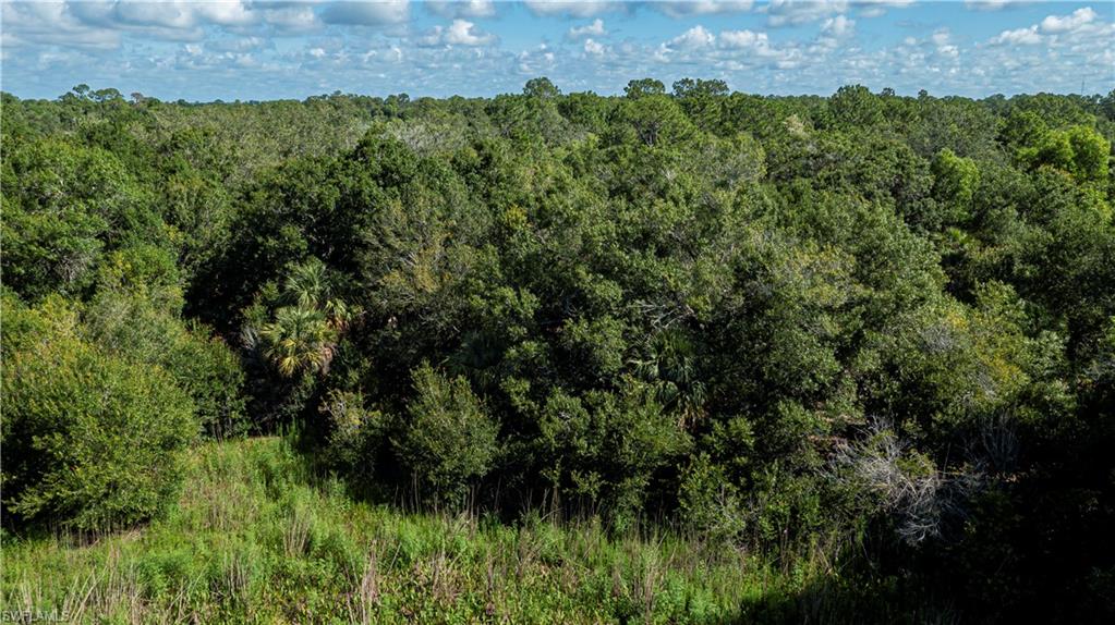 View of tree filled area