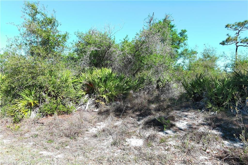View of local wilderness