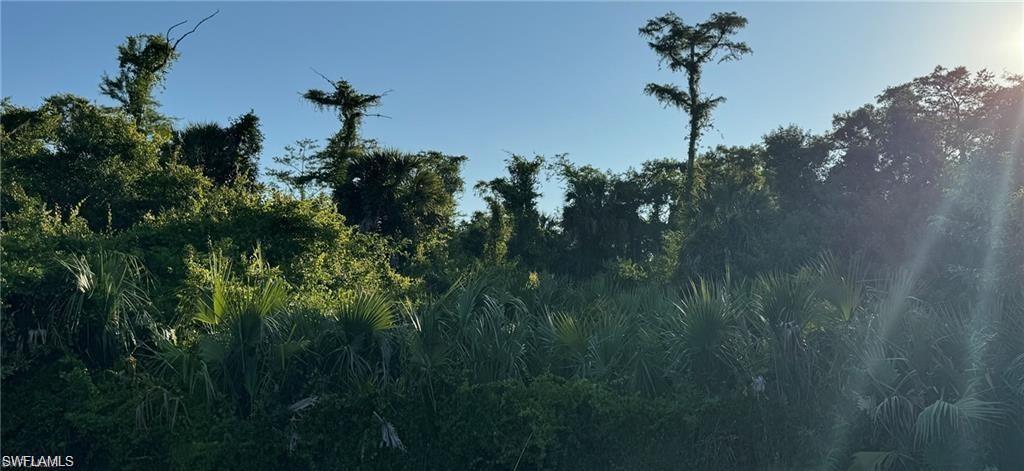 View of woods