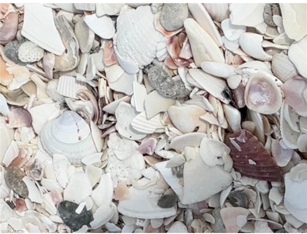 Seashells on Beach