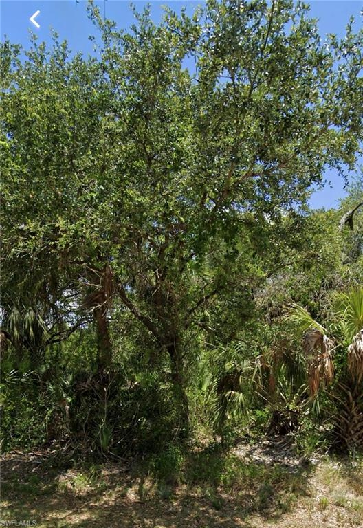 View of tree filled area