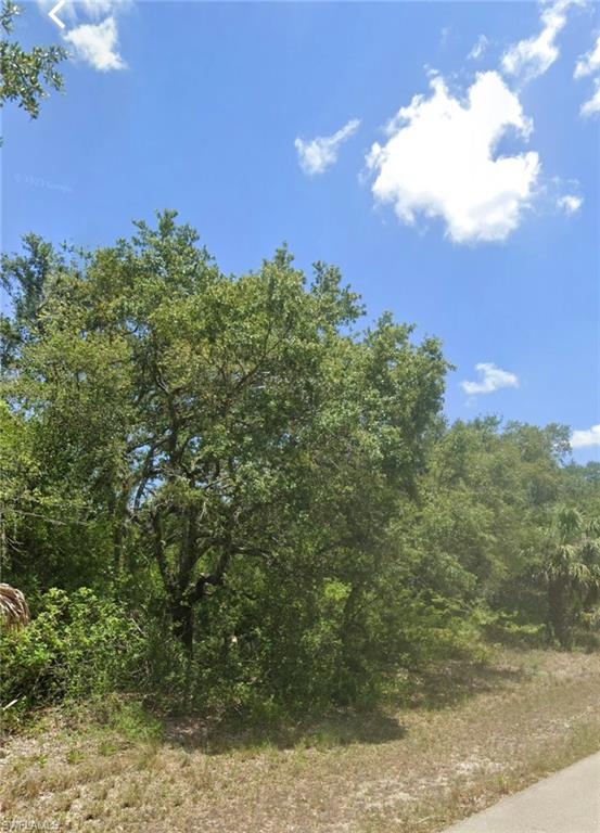 View of local wilderness