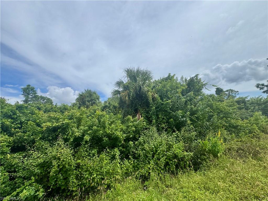 View of woods