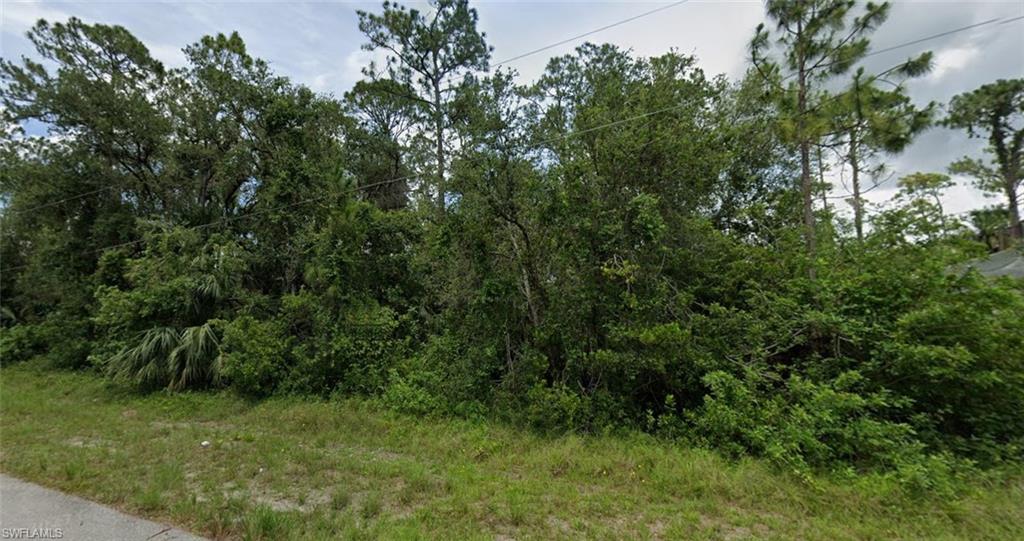 View of local wilderness