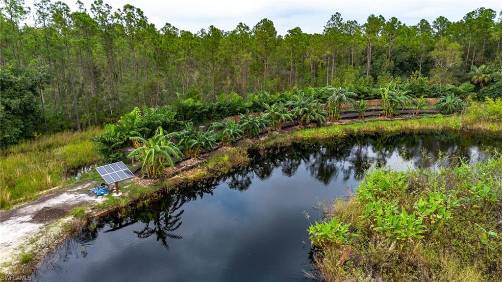 Banana trees and other plantings with solar irrigation