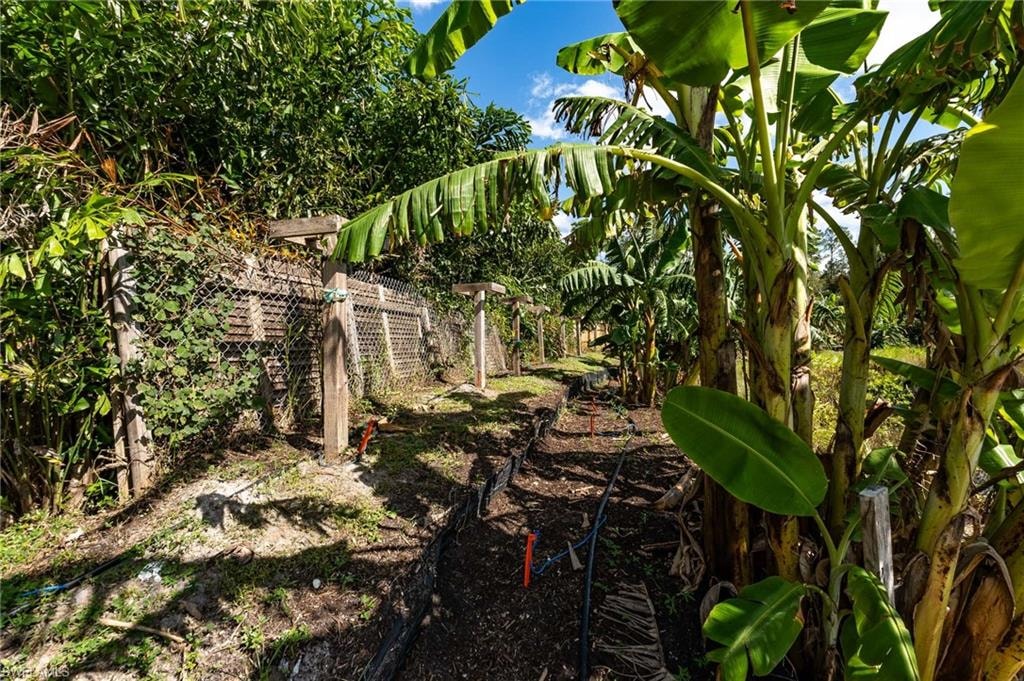 Banana trees and other plantings