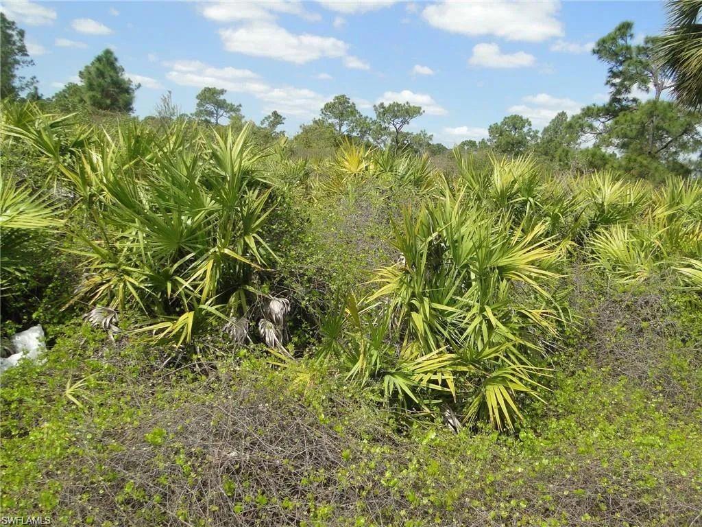 View of local wilderness