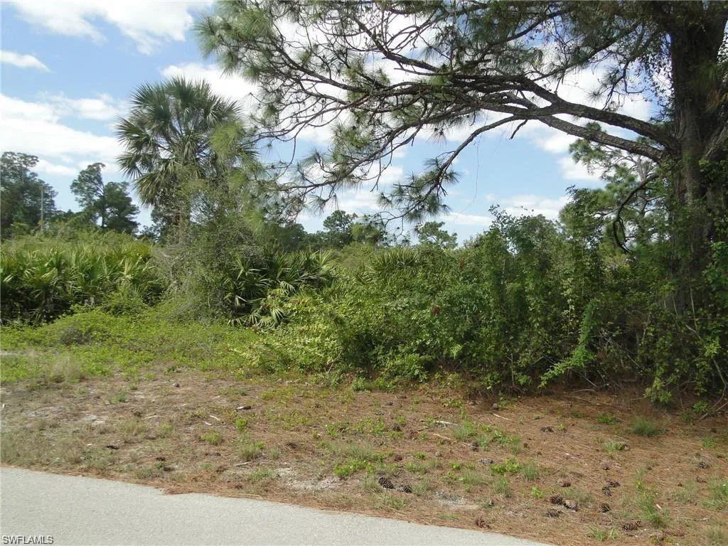 View of local wilderness