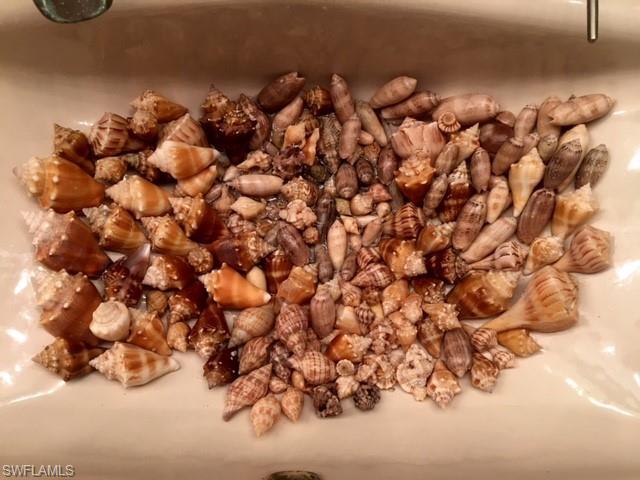 Have a "shell of a time" but know...No live shelling!