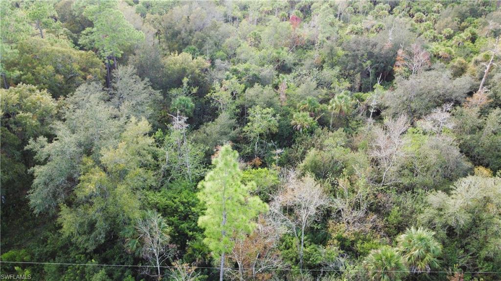 Aerial view of a forest