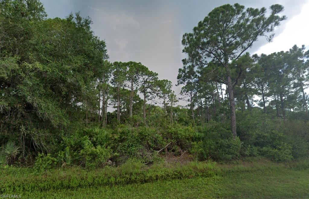 View of local wilderness