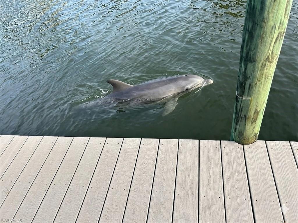 Watch the dolphins swim by