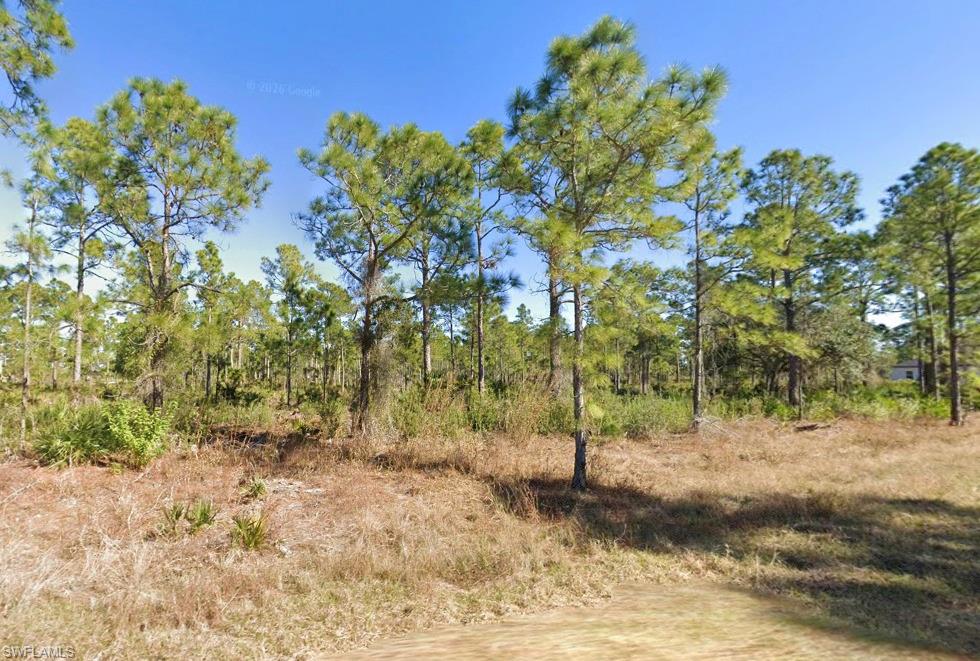 View of local wilderness
