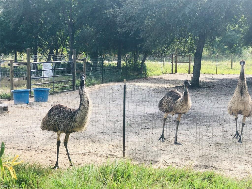 EMU