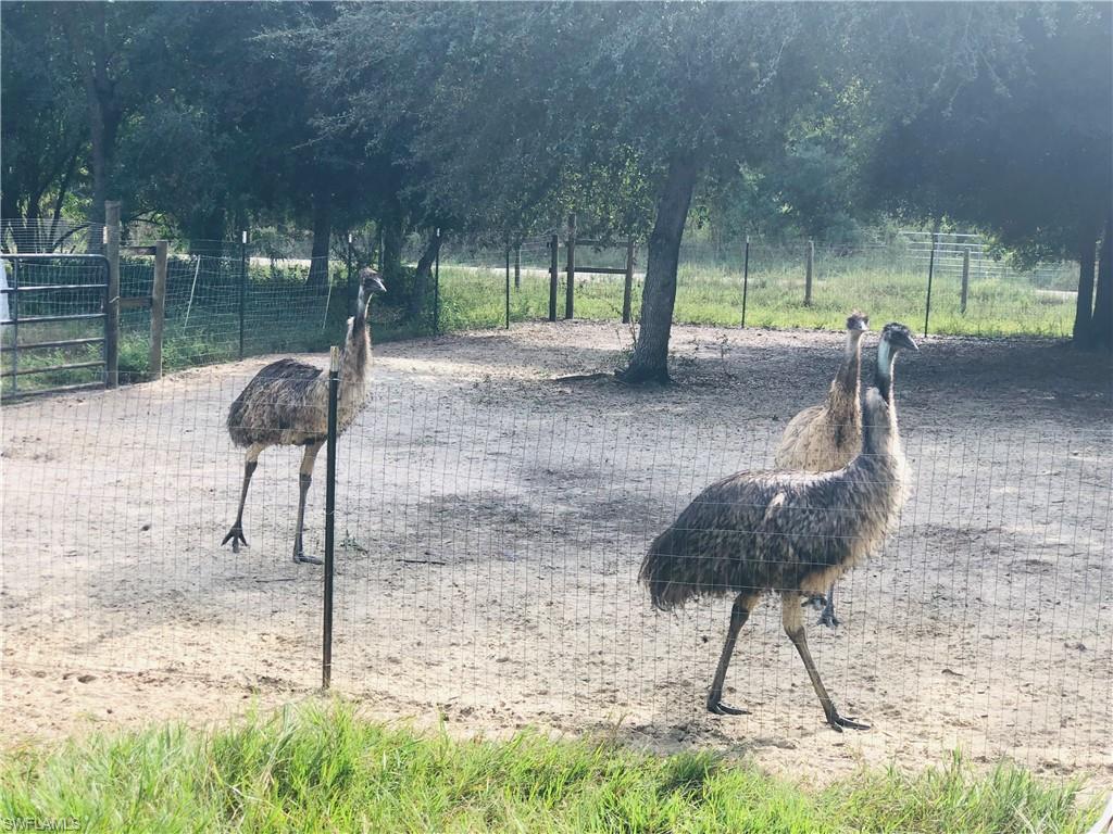 EMU FARM
