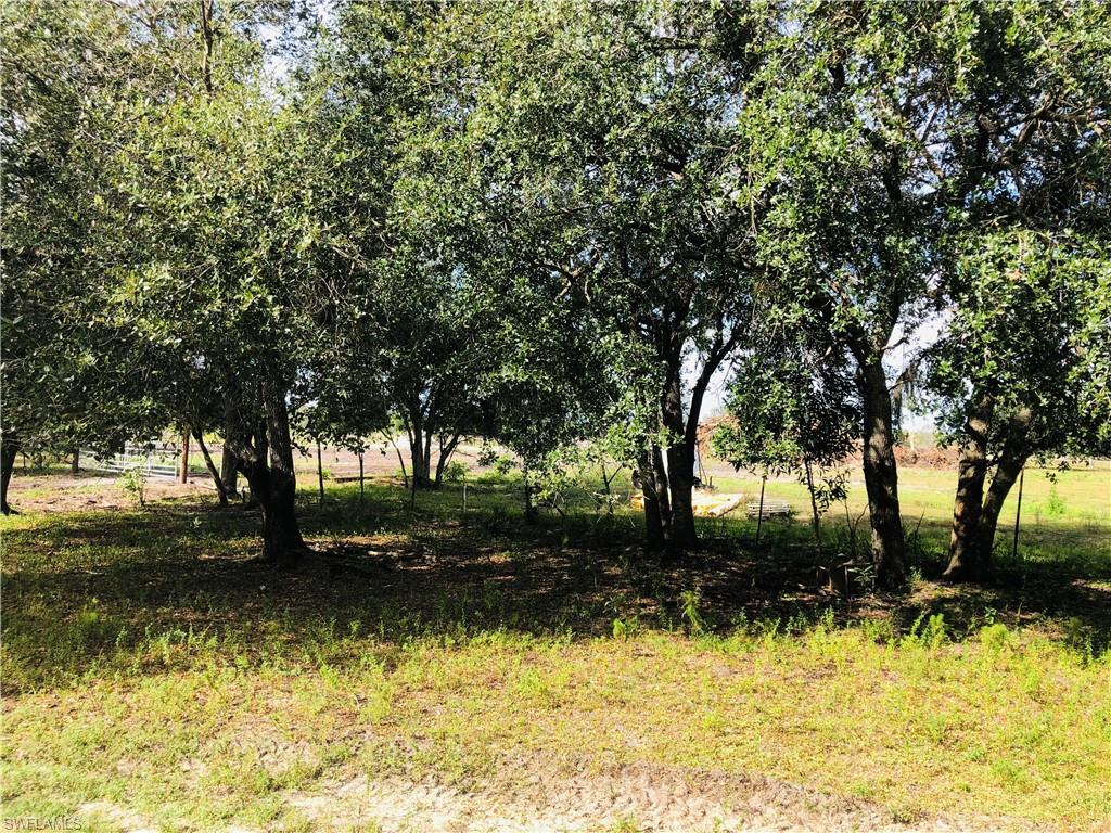 OAK TREES