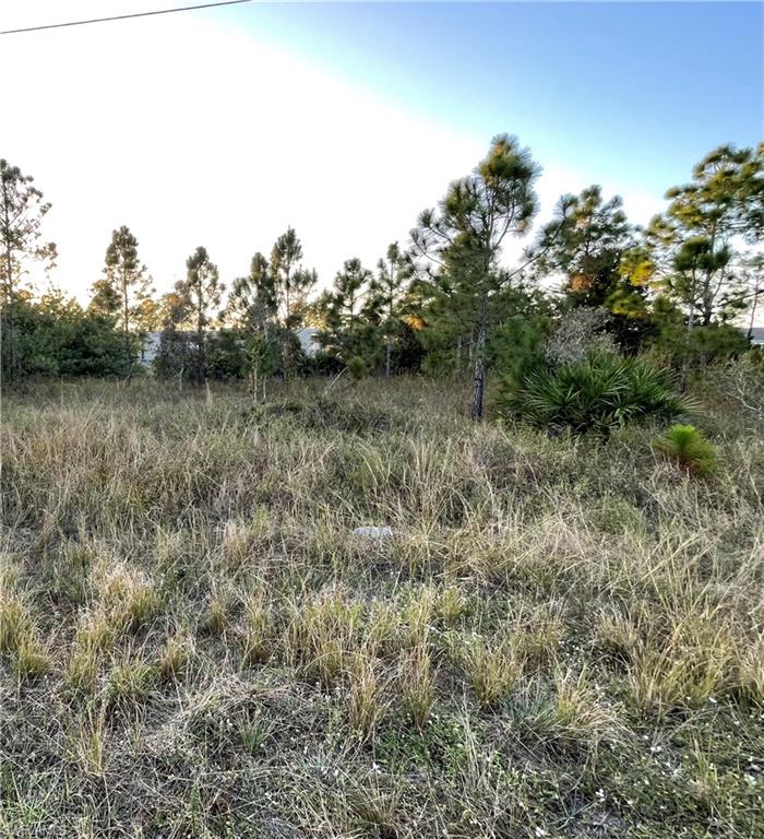 View of local wilderness