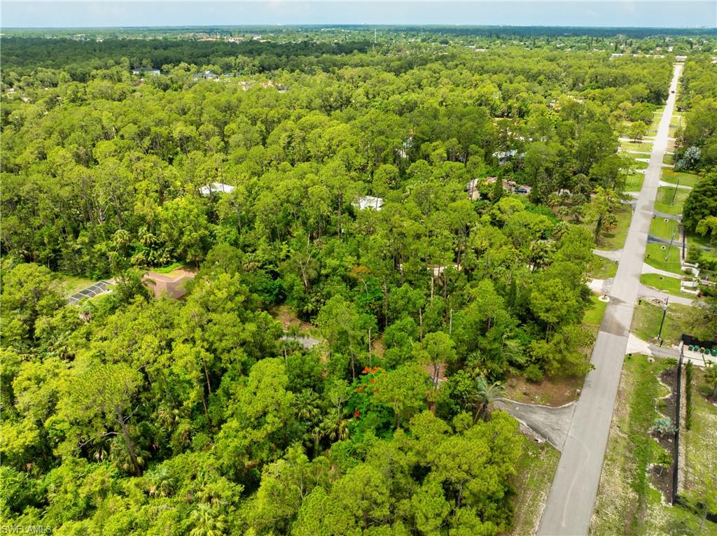 Bird's eye view of a forest