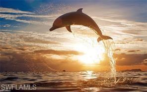 Dolphin and Manatee shows daily!