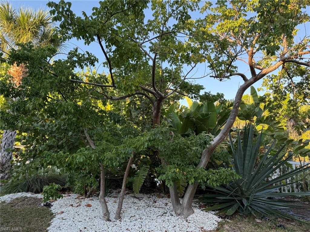 Front Corner Yard