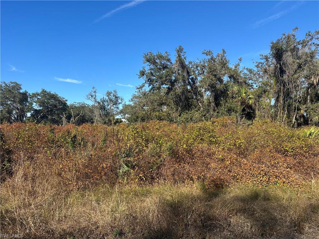 View of local wilderness