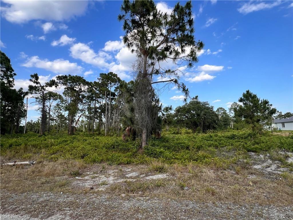 View of local wilderness