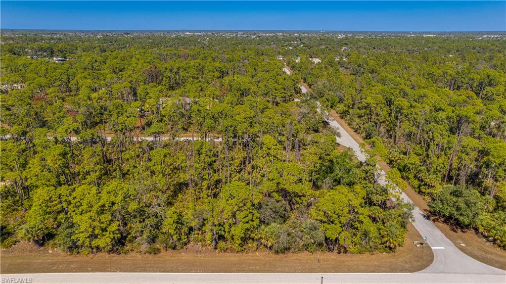 Bird's eye view of a forest