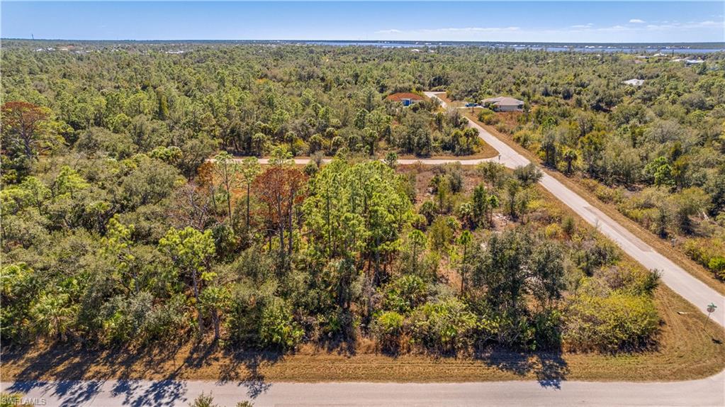 Aerial view of a forest