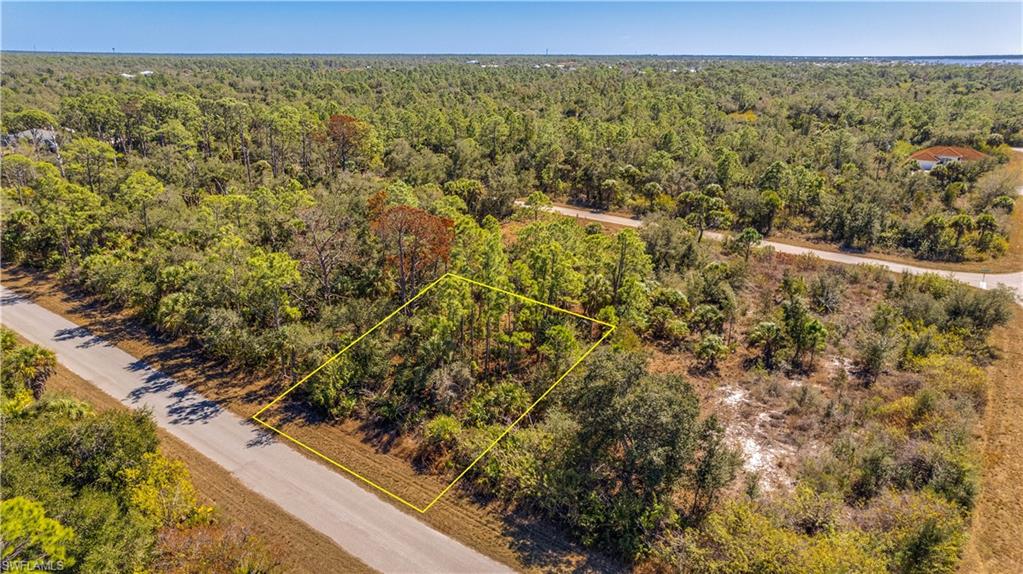 Bird's eye view of a forest