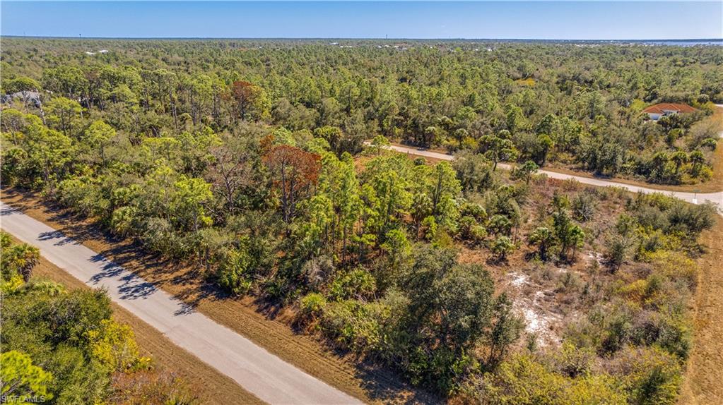 Aerial view of a forest