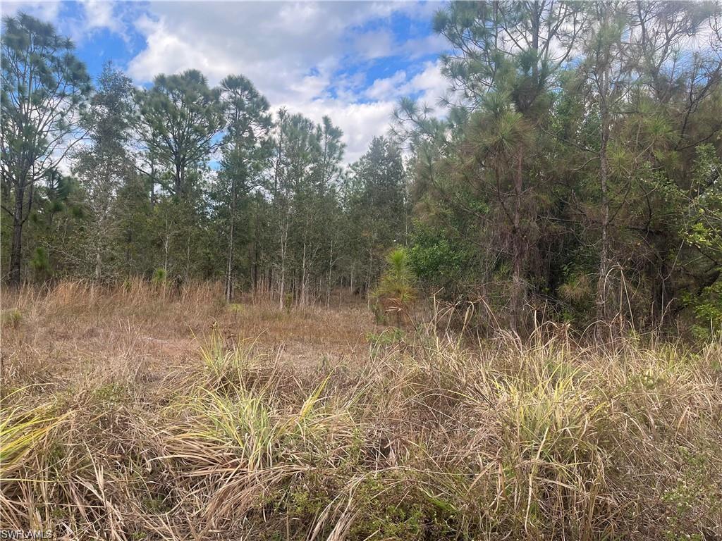 View of wooded area